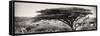 Awesome South Africa Collection Panoramic - Acacia Tree-Philippe Hugonnard-Framed Stretched Canvas