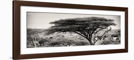 Awesome South Africa Collection Panoramic - Acacia Tree-Philippe Hugonnard-Framed Photographic Print