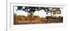 Awesome South Africa Collection Panoramic - Acacia Trees in Savanna at Sunset-Philippe Hugonnard-Framed Photographic Print