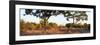 Awesome South Africa Collection Panoramic - Acacia Trees in Savanna at Sunset-Philippe Hugonnard-Framed Photographic Print