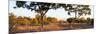 Awesome South Africa Collection Panoramic - Acacia Trees in Savanna at Sunset-Philippe Hugonnard-Mounted Photographic Print