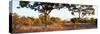 Awesome South Africa Collection Panoramic - Acacia Trees in Savanna at Sunset-Philippe Hugonnard-Stretched Canvas