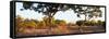 Awesome South Africa Collection Panoramic - Acacia Trees in Savanna at Sunset-Philippe Hugonnard-Framed Stretched Canvas