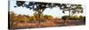 Awesome South Africa Collection Panoramic - Acacia Trees in Savanna at Sunset-Philippe Hugonnard-Stretched Canvas