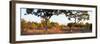 Awesome South Africa Collection Panoramic - Acacia Trees in Savanna at Sunset-Philippe Hugonnard-Framed Photographic Print