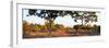 Awesome South Africa Collection Panoramic - Acacia Trees in Savanna at Sunset-Philippe Hugonnard-Framed Photographic Print