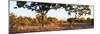 Awesome South Africa Collection Panoramic - Acacia Trees in Savanna at Sunset-Philippe Hugonnard-Mounted Photographic Print