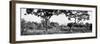 Awesome South Africa Collection Panoramic - Acacia Trees in Savanna-Philippe Hugonnard-Framed Photographic Print