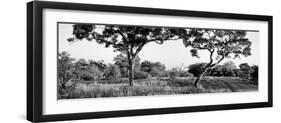 Awesome South Africa Collection Panoramic - Acacia Trees in Savanna-Philippe Hugonnard-Framed Photographic Print