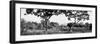 Awesome South Africa Collection Panoramic - Acacia Trees in Savanna-Philippe Hugonnard-Framed Photographic Print