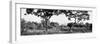 Awesome South Africa Collection Panoramic - Acacia Trees in Savanna-Philippe Hugonnard-Framed Photographic Print