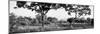 Awesome South Africa Collection Panoramic - Acacia Trees in Savanna-Philippe Hugonnard-Mounted Photographic Print