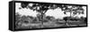 Awesome South Africa Collection Panoramic - Acacia Trees in Savanna-Philippe Hugonnard-Framed Stretched Canvas