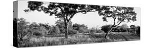 Awesome South Africa Collection Panoramic - Acacia Trees in Savanna-Philippe Hugonnard-Stretched Canvas