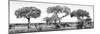 Awesome South Africa Collection Panoramic - Acacia Trees on Savannah B&W-Philippe Hugonnard-Mounted Photographic Print