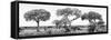 Awesome South Africa Collection Panoramic - Acacia Trees on Savannah B&W-Philippe Hugonnard-Framed Stretched Canvas