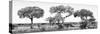 Awesome South Africa Collection Panoramic - Acacia Trees on Savannah B&W-Philippe Hugonnard-Stretched Canvas