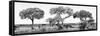 Awesome South Africa Collection Panoramic - Acacia Trees on Savannah B&W-Philippe Hugonnard-Framed Stretched Canvas