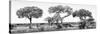 Awesome South Africa Collection Panoramic - Acacia Trees on Savannah B&W-Philippe Hugonnard-Stretched Canvas