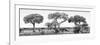 Awesome South Africa Collection Panoramic - Acacia Trees on Savannah B&W-Philippe Hugonnard-Framed Photographic Print