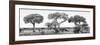 Awesome South Africa Collection Panoramic - Acacia Trees on Savannah B&W-Philippe Hugonnard-Framed Photographic Print