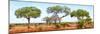 Awesome South Africa Collection Panoramic - Acacia Trees on Savannah-Philippe Hugonnard-Mounted Photographic Print