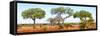 Awesome South Africa Collection Panoramic - Acacia Trees on Savannah-Philippe Hugonnard-Framed Stretched Canvas