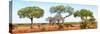 Awesome South Africa Collection Panoramic - Acacia Trees on Savannah-Philippe Hugonnard-Stretched Canvas