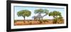 Awesome South Africa Collection Panoramic - Acacia Trees on Savannah-Philippe Hugonnard-Framed Photographic Print