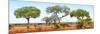 Awesome South Africa Collection Panoramic - Acacia Trees on Savannah-Philippe Hugonnard-Mounted Photographic Print