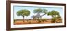 Awesome South Africa Collection Panoramic - Acacia Trees on Savannah-Philippe Hugonnard-Framed Photographic Print