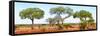 Awesome South Africa Collection Panoramic - Acacia Trees on Savannah-Philippe Hugonnard-Framed Stretched Canvas