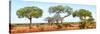 Awesome South Africa Collection Panoramic - Acacia Trees on Savannah-Philippe Hugonnard-Stretched Canvas