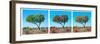 Awesome South Africa Collection Panoramic - Acacia Trees Triptych II-Philippe Hugonnard-Framed Photographic Print