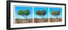 Awesome South Africa Collection Panoramic - Acacia Trees Triptych II-Philippe Hugonnard-Framed Photographic Print