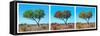 Awesome South Africa Collection Panoramic - Acacia Trees Triptych II-Philippe Hugonnard-Framed Stretched Canvas