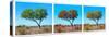 Awesome South Africa Collection Panoramic - Acacia Trees Triptych II-Philippe Hugonnard-Stretched Canvas