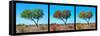 Awesome South Africa Collection Panoramic - Acacia Trees Triptych-Philippe Hugonnard-Framed Stretched Canvas