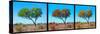 Awesome South Africa Collection Panoramic - Acacia Trees Triptych-Philippe Hugonnard-Stretched Canvas