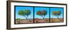 Awesome South Africa Collection Panoramic - Acacia Trees Triptych-Philippe Hugonnard-Framed Photographic Print