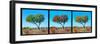 Awesome South Africa Collection Panoramic - Acacia Trees Triptych-Philippe Hugonnard-Framed Photographic Print