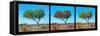 Awesome South Africa Collection Panoramic - Acacia Trees Triptych-Philippe Hugonnard-Framed Stretched Canvas