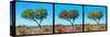 Awesome South Africa Collection Panoramic - Acacia Trees Triptych-Philippe Hugonnard-Stretched Canvas