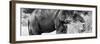 Awesome South Africa Collection Panoramic - African Elephant B&W-Philippe Hugonnard-Framed Photographic Print