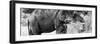 Awesome South Africa Collection Panoramic - African Elephant B&W-Philippe Hugonnard-Framed Photographic Print