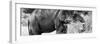 Awesome South Africa Collection Panoramic - African Elephant B&W-Philippe Hugonnard-Framed Photographic Print