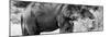 Awesome South Africa Collection Panoramic - African Elephant B&W-Philippe Hugonnard-Mounted Photographic Print