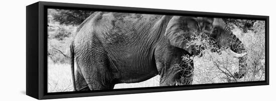 Awesome South Africa Collection Panoramic - African Elephant B&W-Philippe Hugonnard-Framed Stretched Canvas