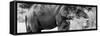 Awesome South Africa Collection Panoramic - African Elephant B&W-Philippe Hugonnard-Framed Stretched Canvas