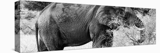 Awesome South Africa Collection Panoramic - African Elephant B&W-Philippe Hugonnard-Stretched Canvas